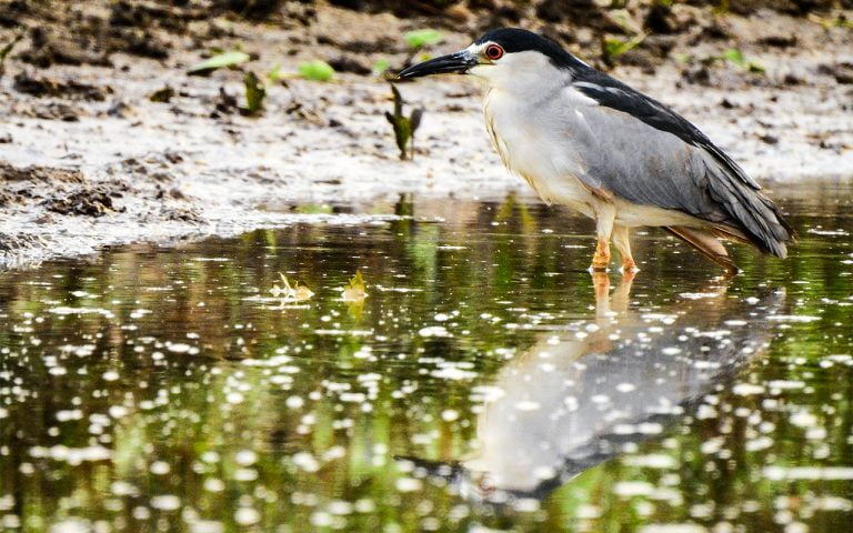 Birding Costa Rica Tours - Travel to Costa Rica 8 Black-crowned-night-heron-costa-rica