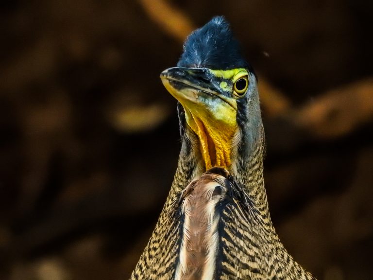 Birding Costa Rica Tours - Travel to Costa Rica 7 Tiger-heron-costa-rica