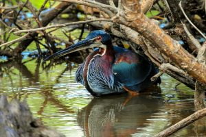 Read more about the article Top 8 Birdwatching destination in Costa Rica