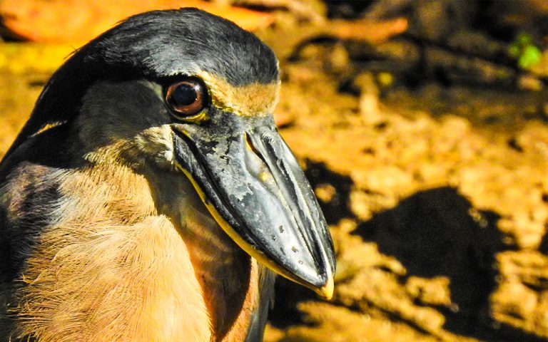 Birding Costa Rica Tours - Travel to Costa Rica 12 Caño Negro Wildlife Refuge - 1 night 2 days Birding in Costa Rica