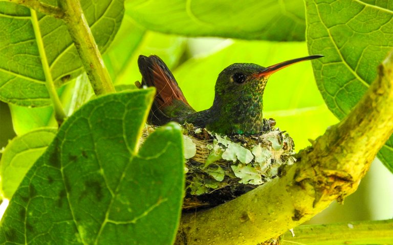 Birding Costa Rica Tours - Travel to Costa Rica 11 humming-bird-costa-rica