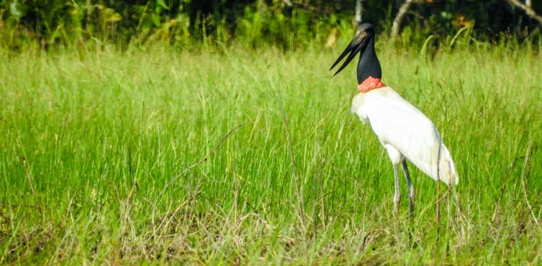 Birding Costa Rica Tours - Travel to Costa Rica 16 jabiru-costa-rica