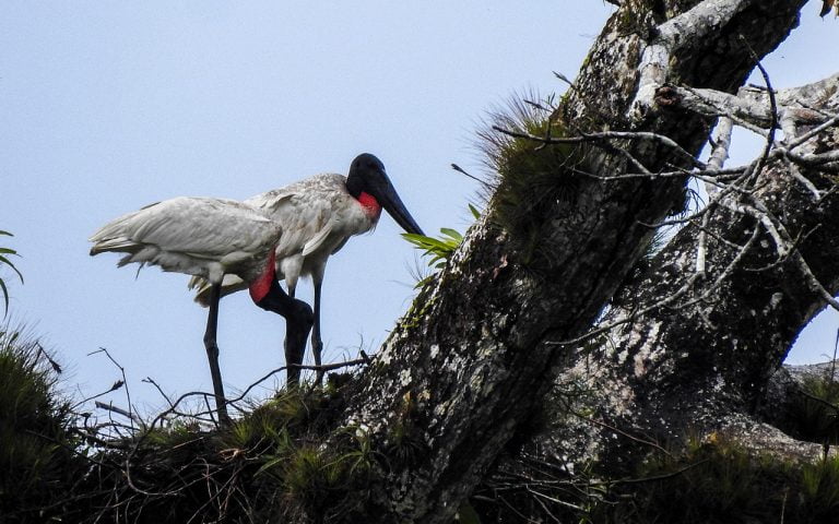 Birding Costa Rica Tours - Travel to Costa Rica 13 jabiru-nesting-costa-rica