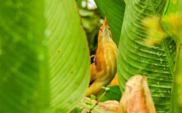 Birding Costa Rica Tours - Travel to Costa Rica 9 least-bittern-costa-rica