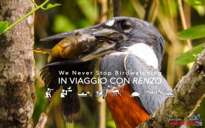 10 days Best Costa Rica birding tours