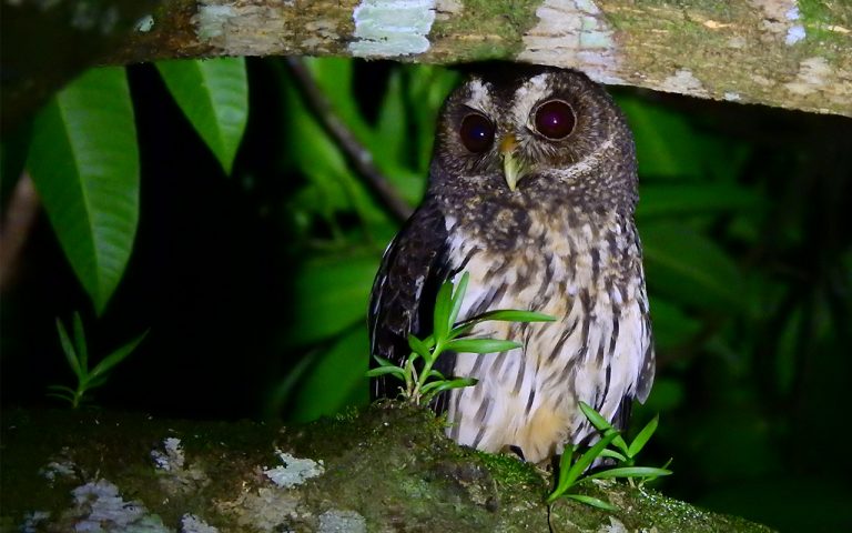 Birding Costa Rica Tours - Travel to Costa Rica 14 mottled-owl-costa-rica