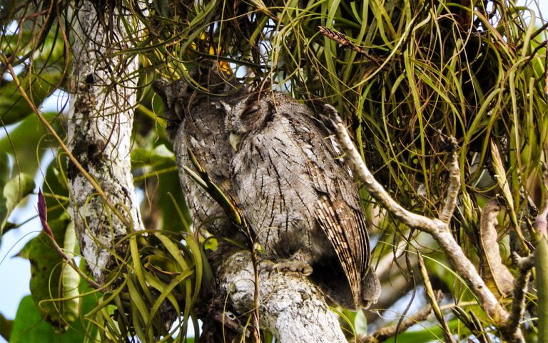 Birding Costa Rica Tours - Travel to Costa Rica 10 pacific-screech-owl-costa-rica