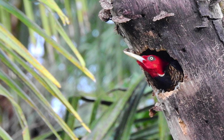 Birding Costa Rica Tours - Travel to Costa Rica 15 pale-billed-woodpecker-costa-rica