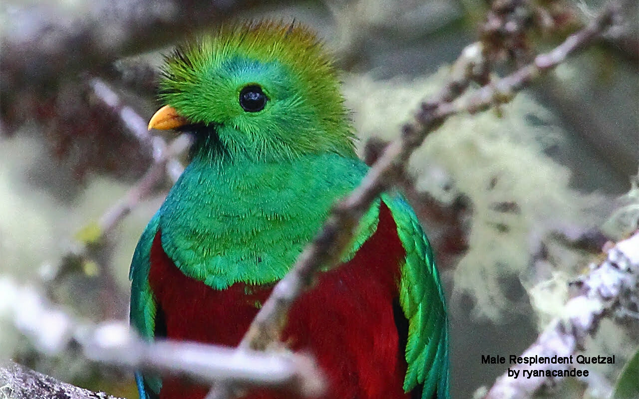 Los Quetzales National Park 
