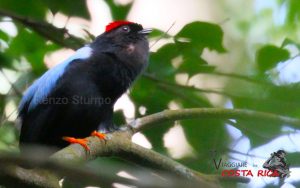 18 days Best Costa Rica birding tours