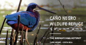Caño Negro Wildlife Refuge - 2 nights 3 days Birding in Costa Rica